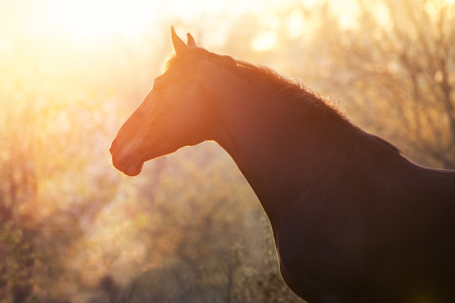 horse silhouette