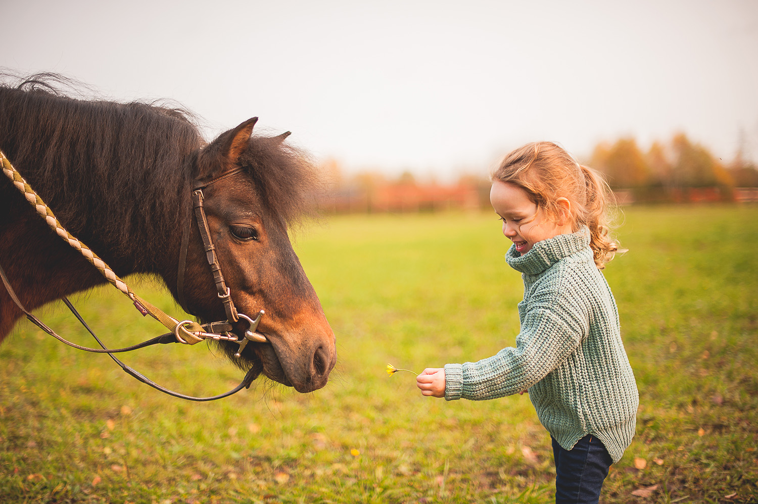 Little girl feeding a horse